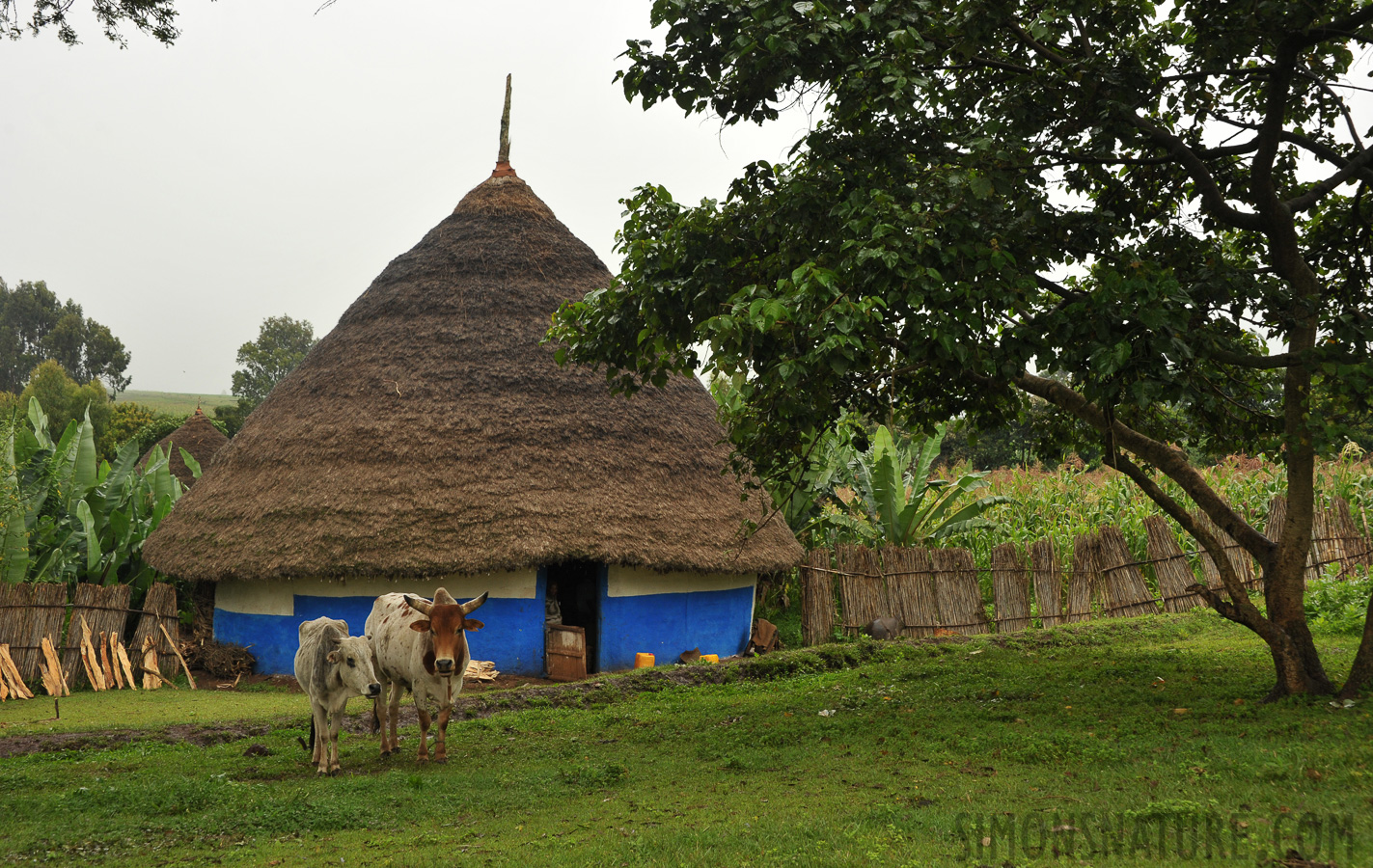 Traditional House [52 mm, 1/400 sec at f / 7.1, ISO 800]